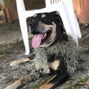 Meet your Posher, Indra